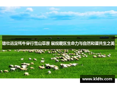 雄壮远足牦牛穿行雪山草原 展现藏区生命力与自然和谐共生之美 雄壮远足牦牛穿行雪山草原 展现藏区生命力与自然和谐共生之美